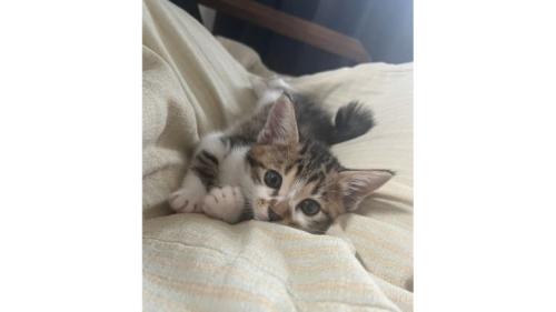 室内にいる猫