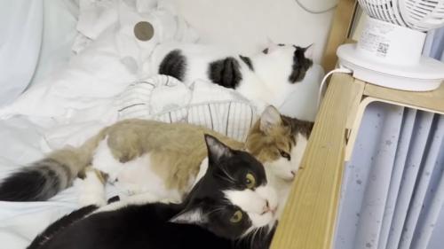 3匹のアップ