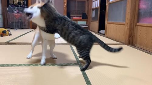 じゃれ合う犬とキジトラ
