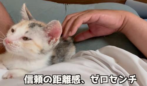 人の顔の横で寝る子猫（信頼の距離感、ゼロセンチ）