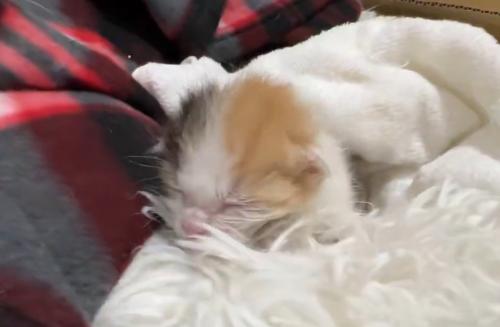 布の上を歩く子猫