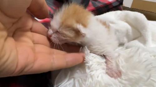 子猫に手を添える飼い主