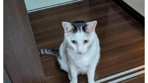 猫と靴
