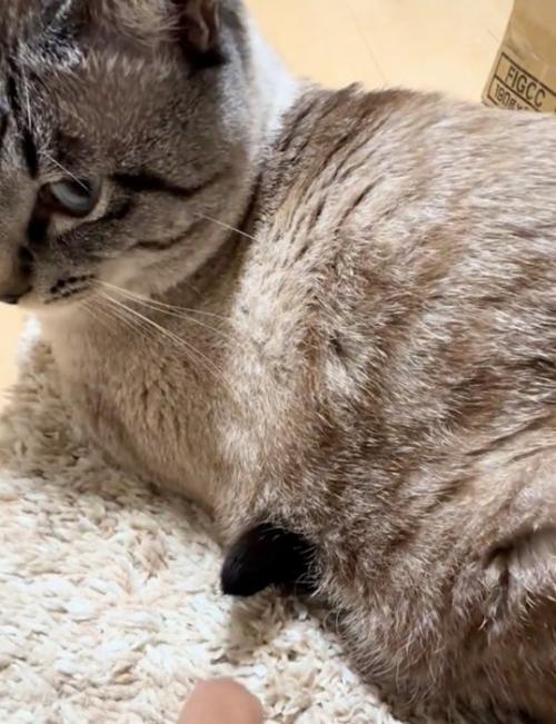 猫のお腹の下から黒いもの