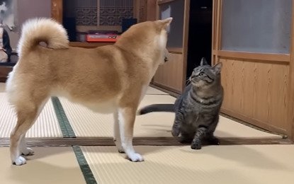 じゃれ合う犬とキジトラ2