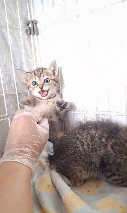 威嚇する子猫