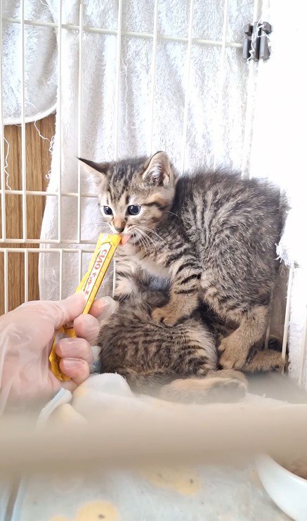 くっついている2匹の子猫