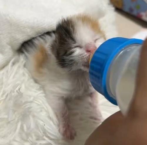 哺乳瓶のミルクを飲む子猫