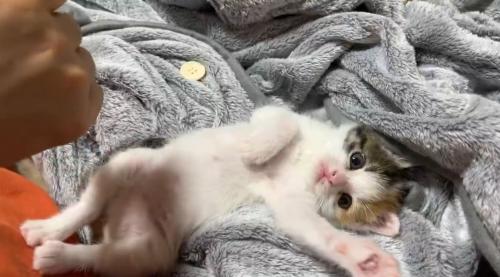 毛布の上で寝転がる子猫