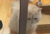 うらめしそうに見つめる猫