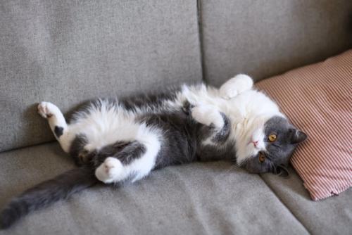 ヘソ天する猫