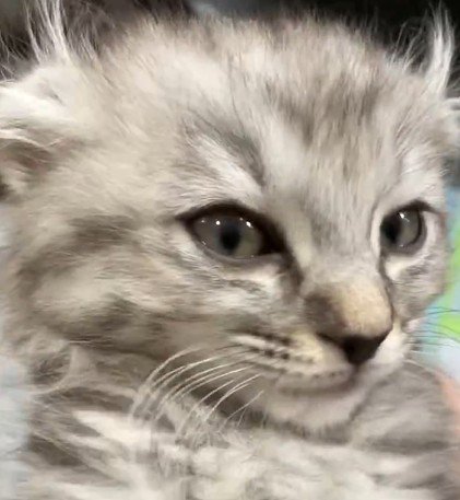 子猫のドアップ