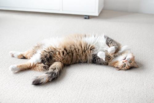 カーペットでクネクネする猫
