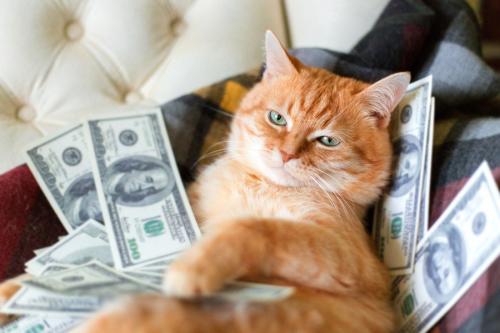 米ドルを抱えた猫