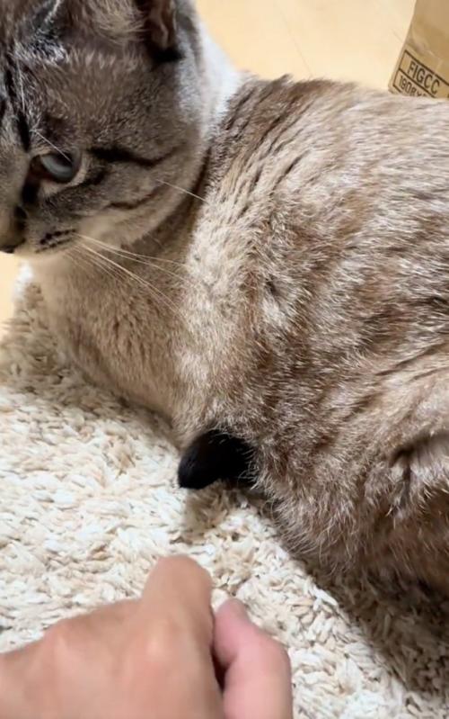 猫のしっぽの先端