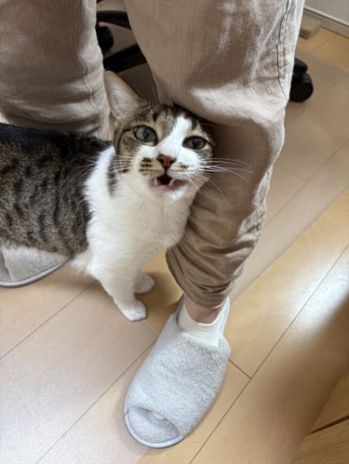 上を向いて鳴く猫