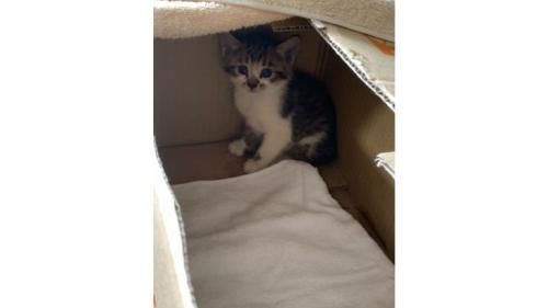 箱に入っている猫