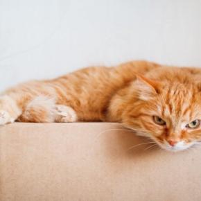 猫があなたのことを『睨みつけている』ときの理由3選　怒っているサインなの？気持ちの見分け方も