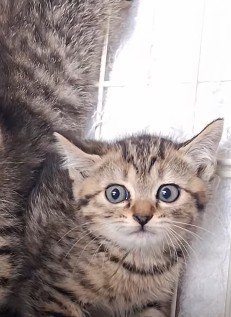 目を丸くしている子猫