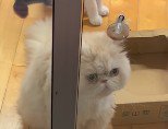 窓の外をじっと見つめる猫その2