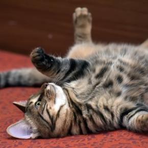 猫が床で横になって『クネクネ』する理由4つ　愛猫が伝えたい気持ちから注意すべきケースまで解説
