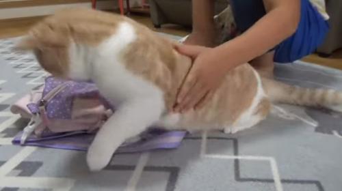 バッグから離れる猫
