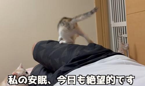 足の上に乗る子猫（私の安眠、今日も絶望的です）