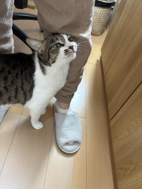 人の足に顔をつける猫