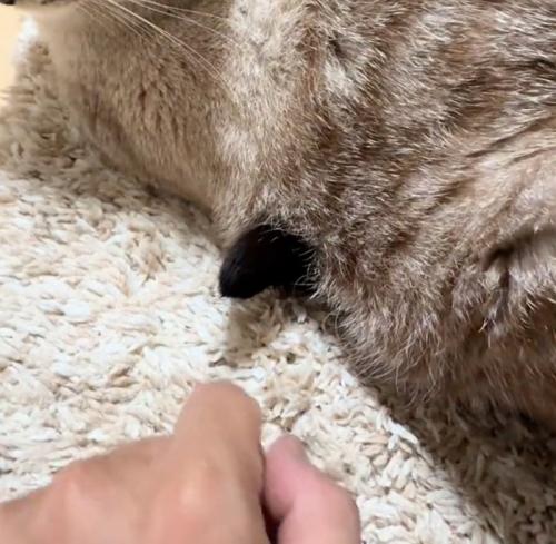 猫のしっぽ