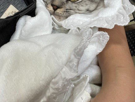 腕に抱かれた猫