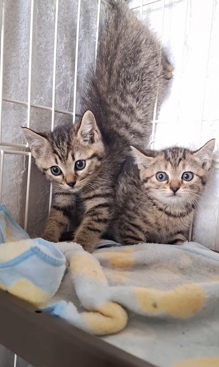 ケージの中の2匹の子猫