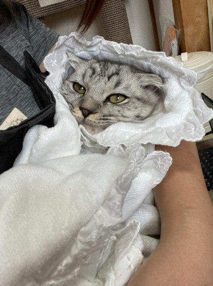 おくるみに包まれた猫