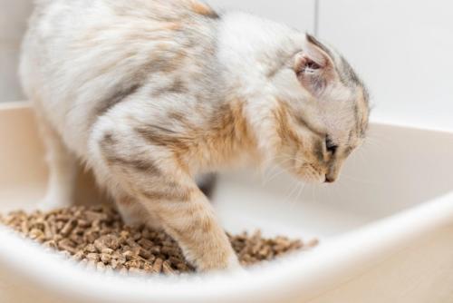 カバーなしのトイレの中の猫