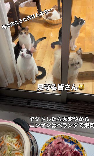 焼き肉の様子を見つめる猫たち