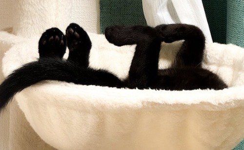 「1177」の形に見える猫の足