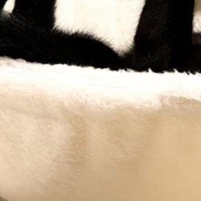 キャットタワーでくつろぐ黒猫→独特な体勢で…まるで数字のような『まさかの瞬間』に３万いいね「ダイニングメッセージ」「ベフフにも見える」