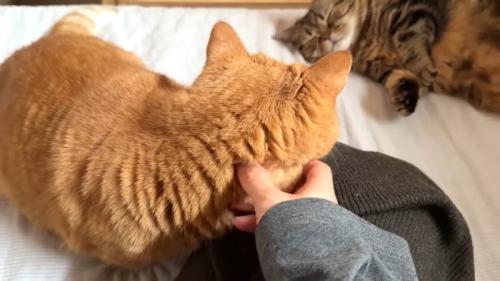 なでなで中の後ろ姿