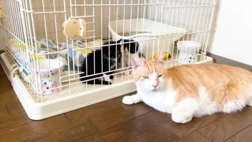 半目気味の茶トラ白猫とケージの中の子猫