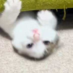 子猫が『ソファを使った遊び』にハマった結果…ずっと見ていたくなる『まさかの動き』が230万再生「めっちゃ好きｗ」「前世、水泳選手ｗ」