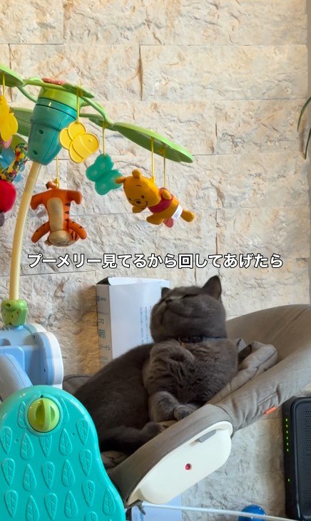 メリーを見ている猫