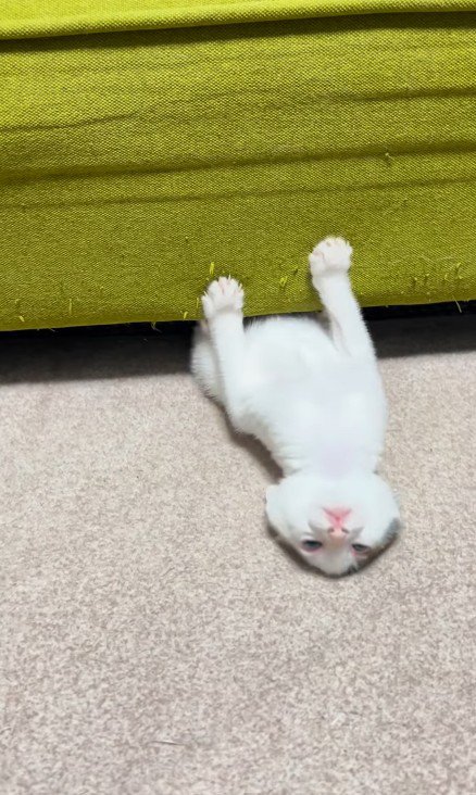 ソファの下で遊ぶ子猫