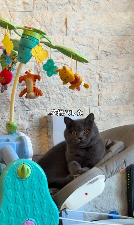 バウンサーに乗っている猫