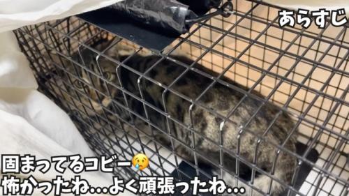 保護された野良猫