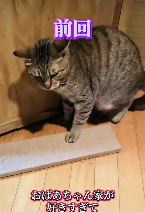 帰宅を拒否するキジトラ猫