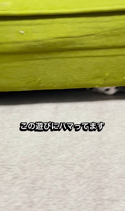 ソファの下で遊ぶ子猫