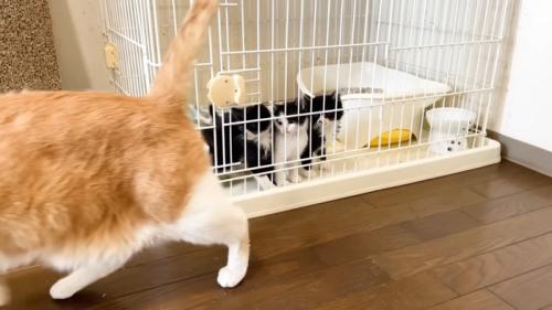 ケージの前を歩く茶トラ白猫と子猫たち