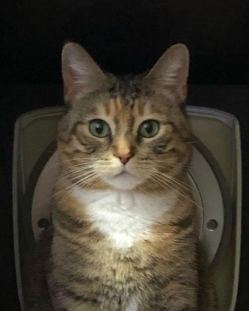 炊飯器の中に立っている猫の表情