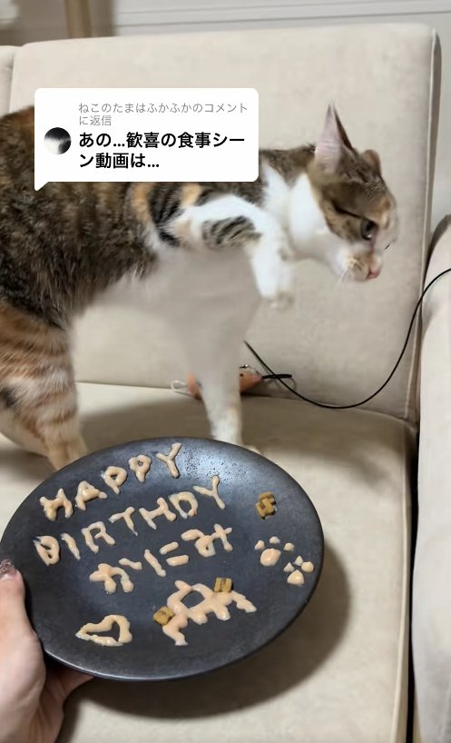 お皿の奥で右前足を高く上げている猫