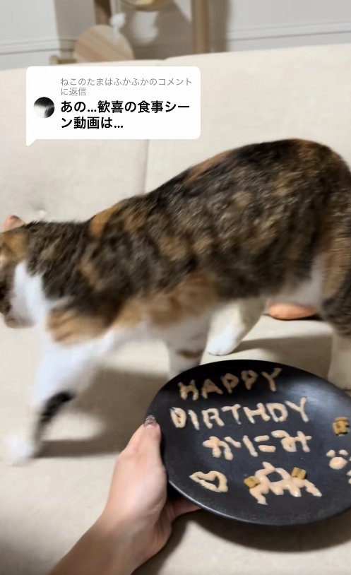 お皿の奥で画面向かって左側に顔を向けている猫