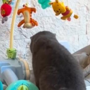 赤ちゃんがいない隙に『ベビーバウンサーに侵入する猫』を発見→撮影していると…可愛すぎる光景が127万再生「気になっていたんだねｗ」